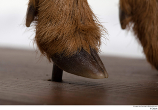 Deer doe foot hoof 0008.jpg